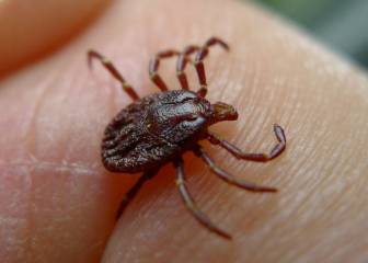 virus crimea - congo