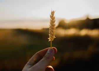 La contaminación amenaza la calidad nutricional de cultivos básicos como el arroz o el trigo