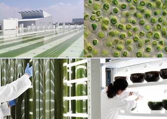 Un huerto de algas para la piel