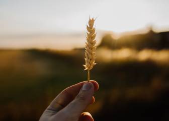 La contaminación amenaza la calidad nutricional de cultivos básicos como el arroz o el trigo