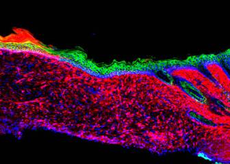 Gran avance: una nueva técnica permite la regeneración de órganos sin trasplante