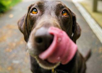No dejan de sorprender: los perros son capaces de detectar también la malaria