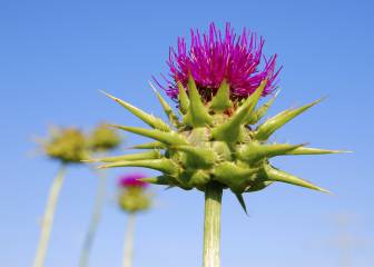 Cardo mariano para proteger el hígado de los excesos