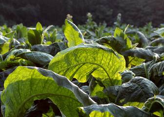 Este es el daño que causa el tabaco mucho antes de que te lo fumes