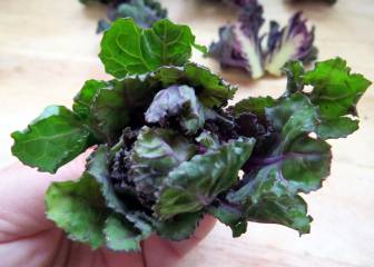 kalettes