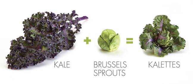 kalettes
