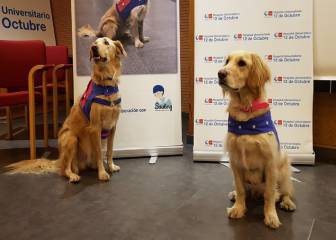 Demuestran la eficacia de la terapia con perros en la rehabilitación de alcohólicos