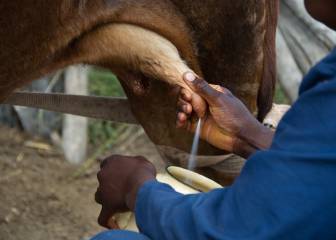 leche, productos lácteos, etiquetado, origen, real decreto