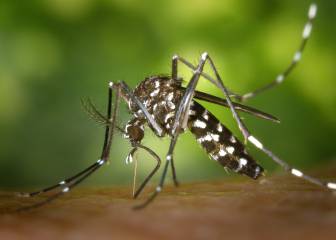 Un sensor para identificar mosquitos transmisores de enfermedades