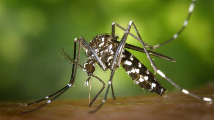 sensor, enfermedades, mosquitos, dengue, malaría, zika