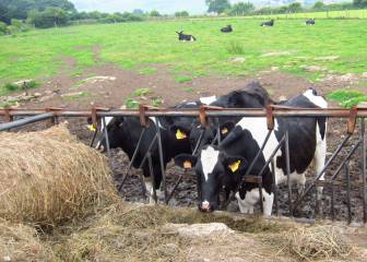Carne de vaca infectada llega a España desde Polonia