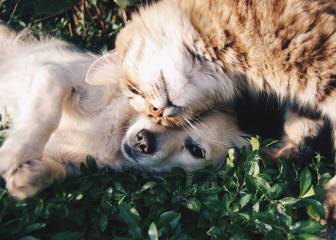 9 de cada 10 propietarios de mascotas afirma que mejoran su calidad de vida