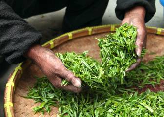El té verde previene la obesidad, la inflamación y otros factores de riesgo metabólicos