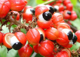 Tomar suplementos de guaraná podría ayudar a perder peso