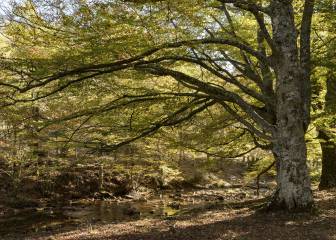 Madrid: ecoturismo a menos de una hora de la gran urbe