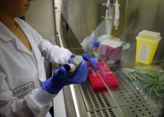 Un test genético para detectar la peligrosa Xylella fastidiosa