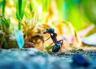 Insectos necrófagos: imprescindibles para la biodiversidad