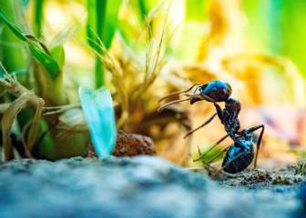 insectos necrófagos