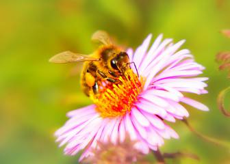 Por qué la desaparición de las abejas daría lugar a un efecto dominó