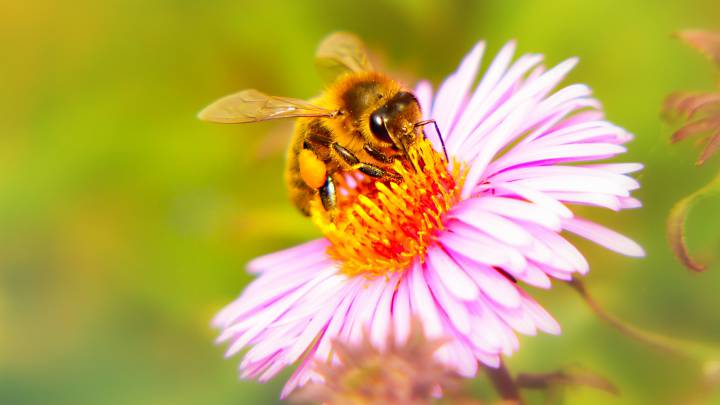 abejas, medio ambiente, cambio climático, alimentos, miel
