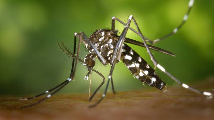 mosquito tigre, enfermedades, Chikungunya