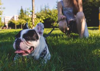 Cómo entrenar con tu mascota en verano