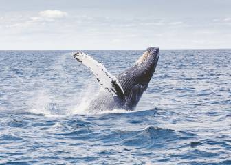 Japón reanuda la caza comercial de ballenas 30 años después