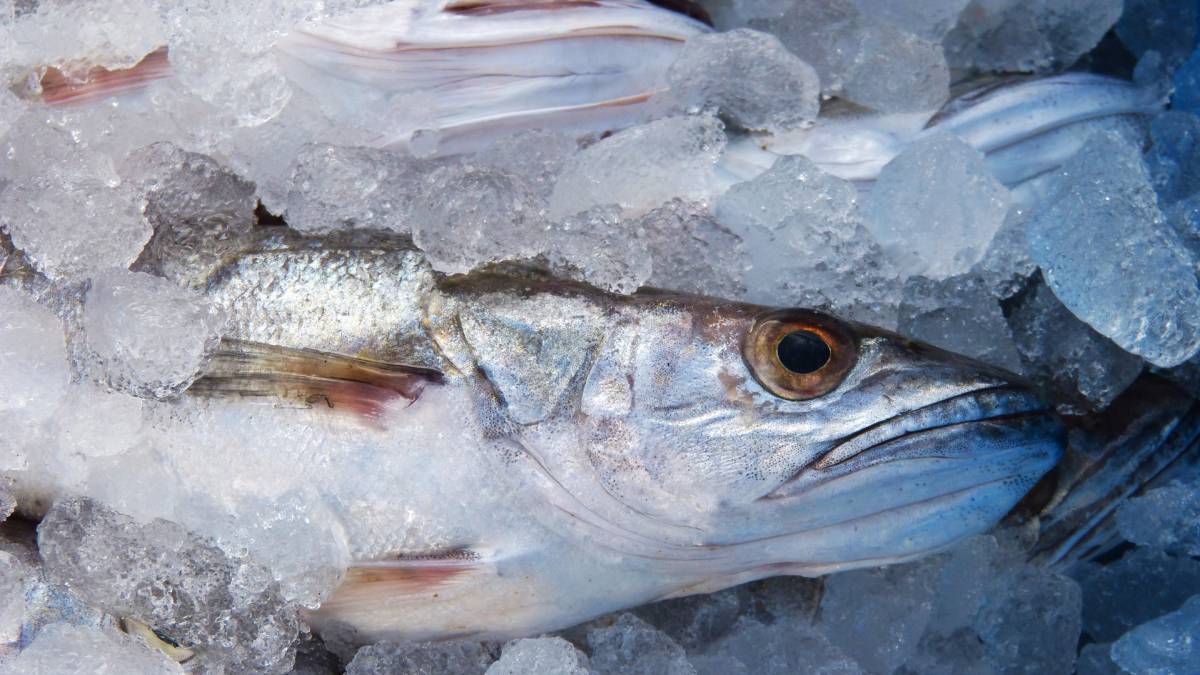 Cinco reglas básicas para reconocer el pescado fresco
