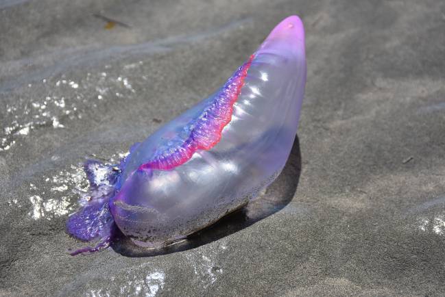 medusa, picaduras, salud