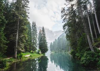 Los bosques pueden ralentizar el cambio climático (si no acabamos con ellos)