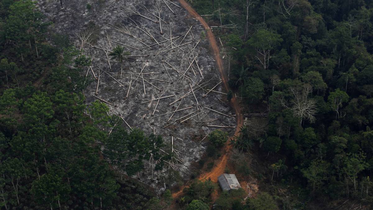 Amazonas: la deforestación y el fuego ponen en peligro el 'pulmón del  planeta' - AS.com
