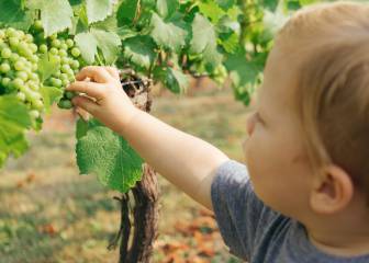 alergia alimentaria, salud, alimentos, niños