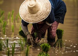 El arroz señala el camino: se buscan cultivos resistentes a las inundaciones