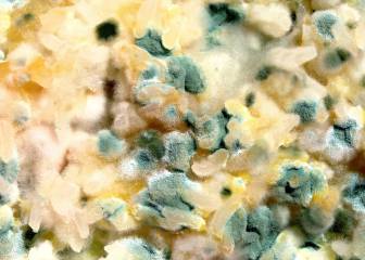 moho, alimentos, hongos, salud, nutrición, ingredientes, micotoxinas