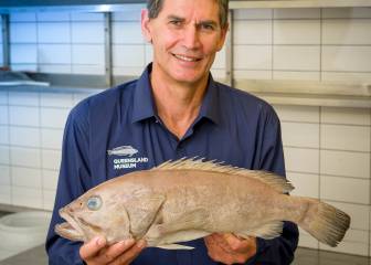 Un nuevo pescado parecido al mero se ha descubierto en Australia