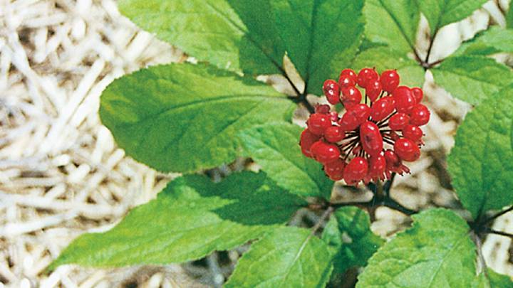 ginseng, china, obesidad, salud medicina