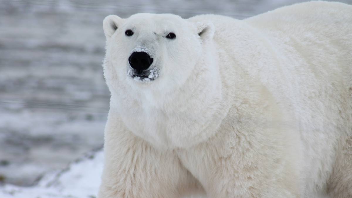 Una cuarta parte de la dieta de los polares del Ártico es plástico - AS.com