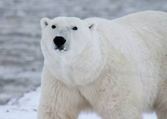 Una cuarta parte de la dieta de los osos polares del Ártico es plástico