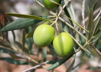 Un aceite de oliva enriquecido en ácido oleánico ayuda a prevenir la diabetes