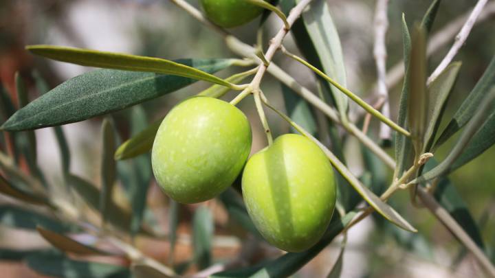 aceite de oliva, salud, nutrición, diabetes, dieta