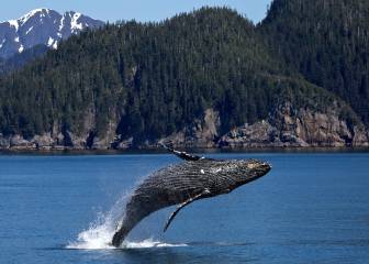 Japón da un nuevo paso en su huida hacia adelante con la caza de ballenas