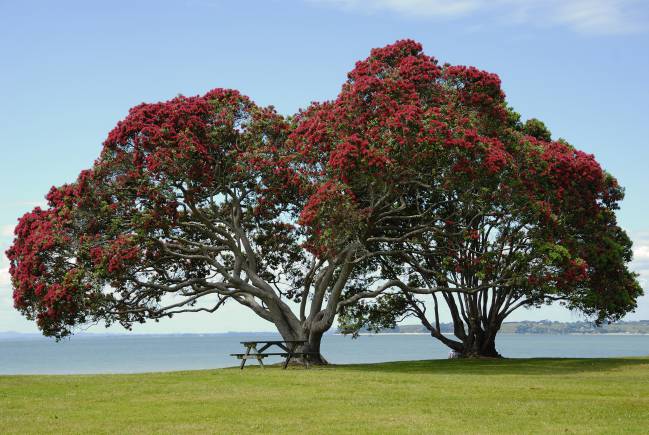 nueva zelanda, árbol navidad