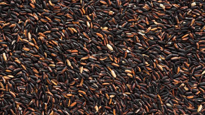 Granos de arroz negro, también conocido como 'arroz prohibido', 'riso Venere' o 'arroz del emperador'