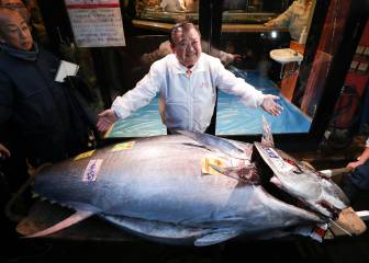 Un atún rojo se vende en Japón por 1,5 millones de euros (y no es el récord)