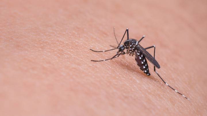 Un mosquito se dispone a picar a un humano y contagiar un virus. 