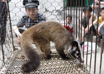animales salvajes, coronavirus, civeta, murciñelago, wuhan
