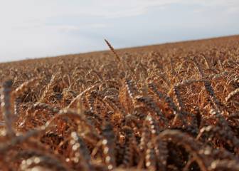 celiacos, celiaquía, salud, alimentos, precio, sin gluten, enfermedad