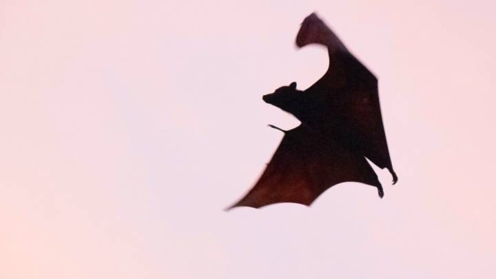Un murciélago vuela en Indonesia. 