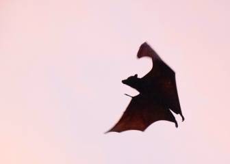 Un murciélago vuela en Indonesia. 