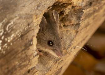 ¿Es el 'Hantavirus' una nueva amenaza para el mundo?